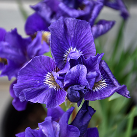 Plant Photo 8