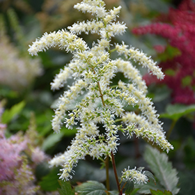 Plant Photo 6