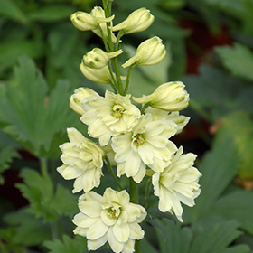Plant Photo 4