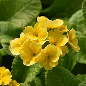 Plant Photo 2