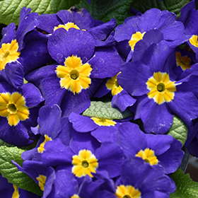 Plant Photo 10