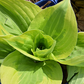 Plant Photo 9