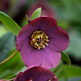 Plant Photo 1