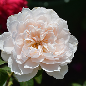 Plant Photo 3