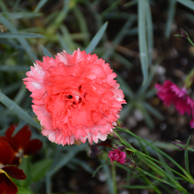 Plant Photo 4