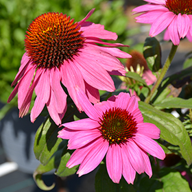 Plant Photo 6