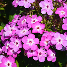 Plant Photo 5