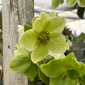 Plant Photo 8