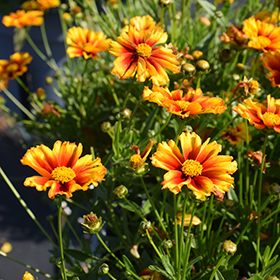 Plant Photo 4