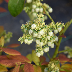 Plant Photo 8