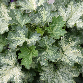 Plant Photo 3