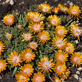 Plant Photo 9