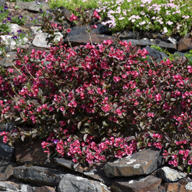 Plant Photo 8