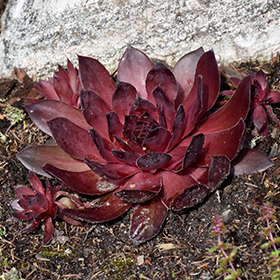 Plant Photo 8