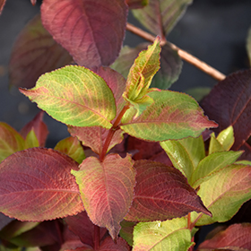 Plant Photo 3