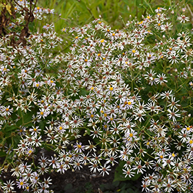 Plant Photo 7