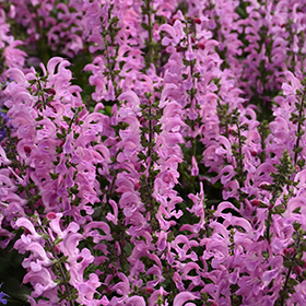 Plant Photo 4