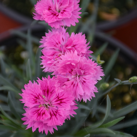 Plant Photo 2