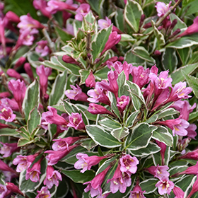 Plant Photo 2
