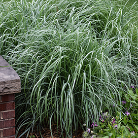 Plant Photo 1
