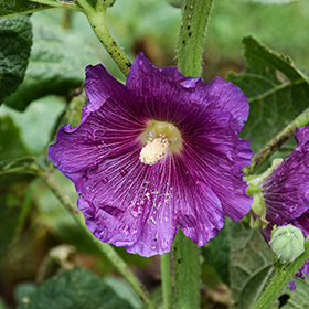 Plant Photo 4
