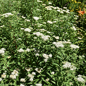 Plant Photo 3