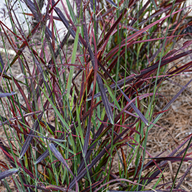 Plant Photo 2
