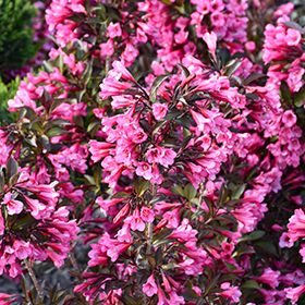 Plant Photo 6