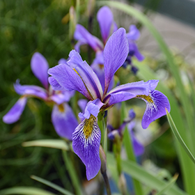 Plant Photo 4