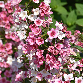 Plant Photo 4