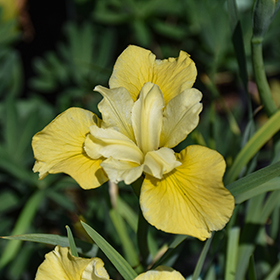 Plant Photo 10