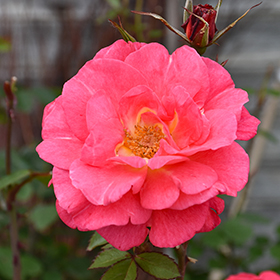 Plant Photo 6