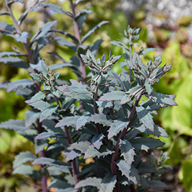 Plant Photo 6