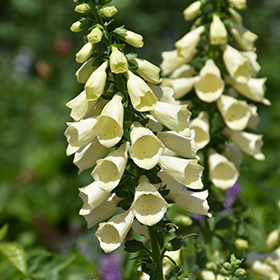Plant Photo 7