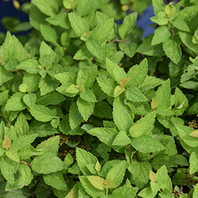Plant Photo 10