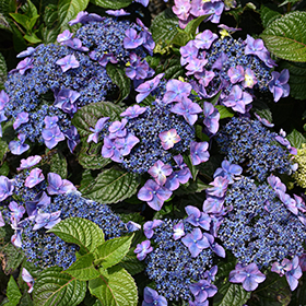 Plant Photo 8