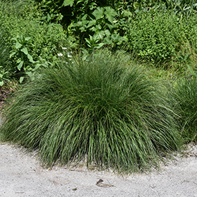 Plant Photo 10