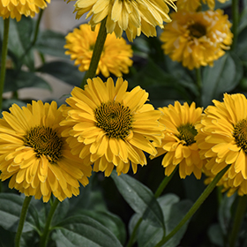 Plant Photo 4